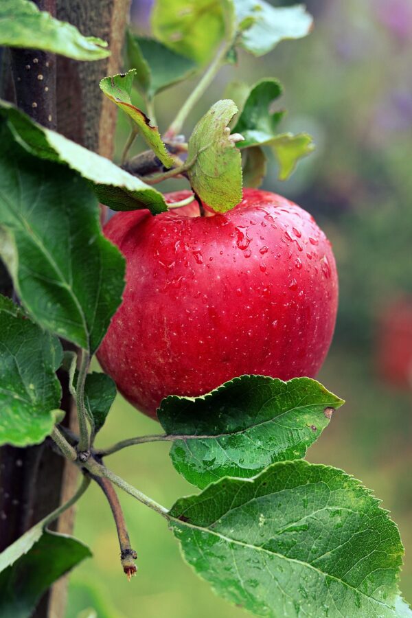 apple, water droplets, fruit-7532068.jpg